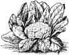 Cauliflower (Seed)